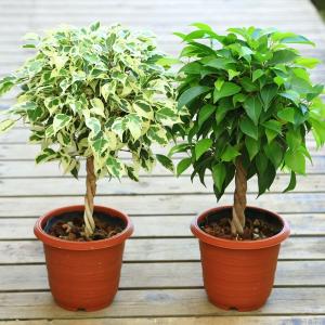 おしゃれ 観葉植物 選べる フィカス ：ねじり ベンジャミン*4号