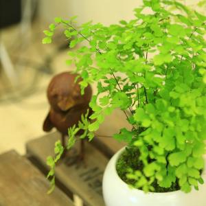 鉢色選べます 観葉植物:アジアンタム*モダン陶...の詳細画像1