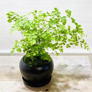 鉢色選べます 観葉植物:アジアンタム*モダン陶...の詳細画像2