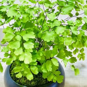 鉢色選べます 観葉植物:アジアンタム*モダン陶...の詳細画像3