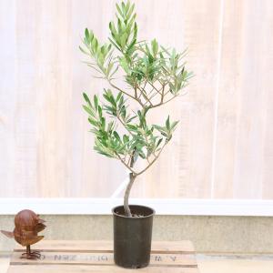 観葉植物 SOUJU（創樹）ブランド：オリーブの木*4号 シプレッシーノ