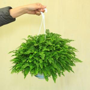 観葉植物:ネフロレピス タマシダ ボストンファ...の詳細画像1