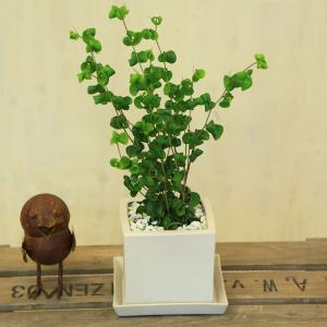 小品盆栽宮様楓 楽天市場】宮様楓 / ミヤサマカエデ（小品盆栽） いよじ園