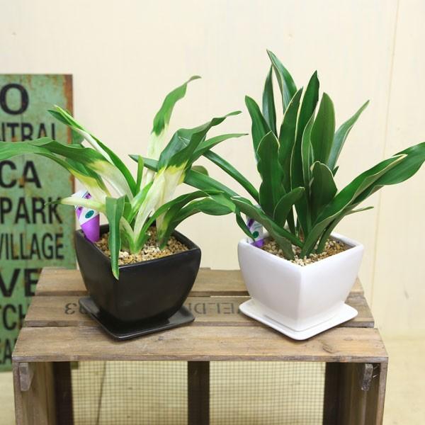 観葉植物　おしゃれ：オモト　万年青*4号　洋風モダン鉢　受皿付　再入荷しました