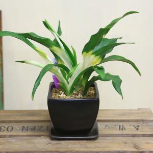 観葉植物 おしゃれ:オモト 万年青*4号 洋風...の詳細画像1