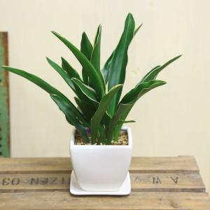 観葉植物 おしゃれ:オモト 万年青*4号 洋風...の詳細画像2