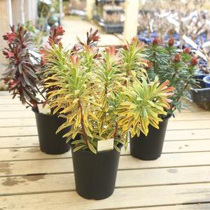 ユーフォルビア パープレア マーティニー ゴールデンレインボー 剪定してのお届け F4157 遊恵盆栽 Yahoo 店 通販 Yahoo ショッピング