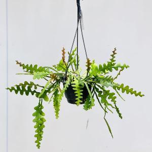 観葉植物 おしゃれ:エピフィルム アングリガー*...の商品画像