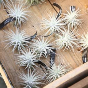 【現品】多頭　ストラミネア　チランジア　ティランジア　エアープランツ　928番 現品】多頭 ストラミネア チランジア ティランジア エアープランツ 928