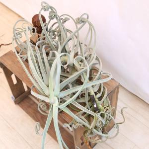 チランジア　ドラティ　エアープランツ 観葉植物：チランジア エアープランツ ドラティ 現品*ドゥラティ