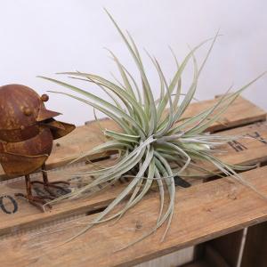 おしゃれ 観葉植物：ホヤ シェパーディ*吊り鉢 5号 : 遊恵盆栽 Yahoo