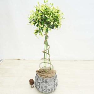 観葉植物：斑入りガジュマル*らせん仕立て　バスケット付き　大型ヤマト便　SALE｜y-bonsai