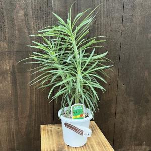 観葉植物：チランジア エアープランツ ドラティ 現品*ドゥラティ エア