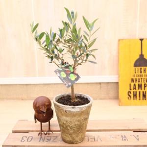 観葉植物：オリーブの木　白モスポット*富士砂｜y-bonsai
