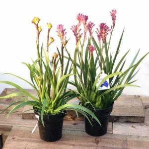 花色選べる おしゃれ　鉢花　観葉植物：カンガルーポー*プラポット　再入荷しました