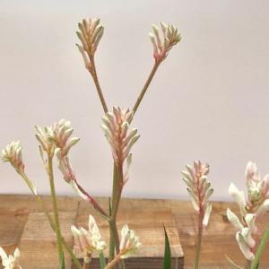 花色選べる おしゃれ 鉢花 観葉植物:カンガル...の詳細画像1