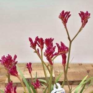 花色選べる おしゃれ 鉢花 観葉植物:カンガル...の詳細画像2