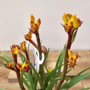 花色選べる おしゃれ 鉢花 観葉植物:カンガル...の詳細画像3