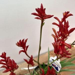 花色選べる おしゃれ 鉢花 観葉植物:カンガル...の詳細画像5