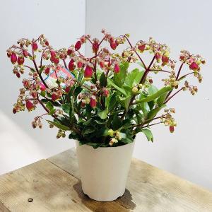 鉢花 観葉植物：フィリカ プベッセンス ワフトフェザー ハイドラ*7号