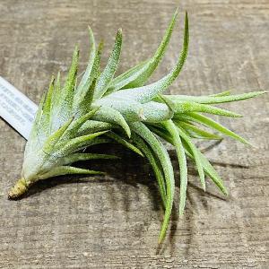 観葉植物：アンスリウム ドラヤキ*5号 プラポット Anthurium Dorayaki