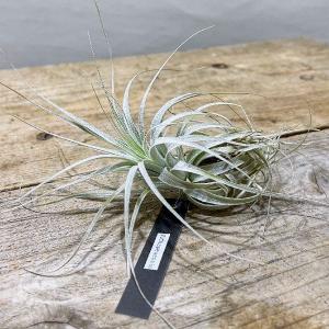 観葉植物：チランジア エアープランツ ドラティ 現品*ドゥラティ エア