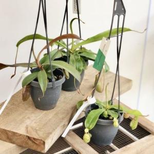 おしゃれ 観葉植物：ホヤ シェパーディ*吊り鉢 5号 : 遊恵盆栽 Yahoo