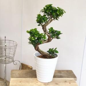 現品　創樹　オリーブの木　オリーブ　ネバディロブランコ　7番　観葉植物　野外 おしゃれ 観葉植物：オリーブの木 ネバディロブランコ 7号*現品9