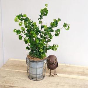 すべての美しい花の画像 トップ100ベンジャミン バロック 花 言葉