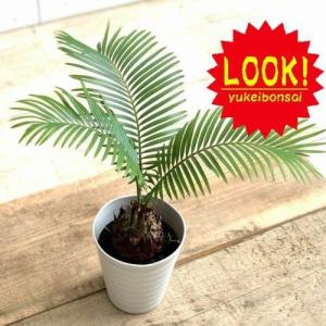 鉢色選べる 観葉植物：ソテツ 蘇鉄*6号 プラポット : 遊恵盆栽 Yahoo