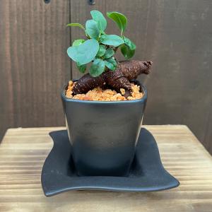 盆栽素材苗：五葉松・明星【現品】*Myojyo : 遊恵盆栽 Yahoo!店 - 通販