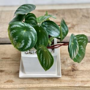 多肉植物：ユーフォルビア グロエネワルディ*幅14cm 現品 一品限り
