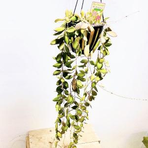 おしゃれ 観葉植物 蘭：グラマトフィラム スクリプタム ヒヒマヌ*吊り 