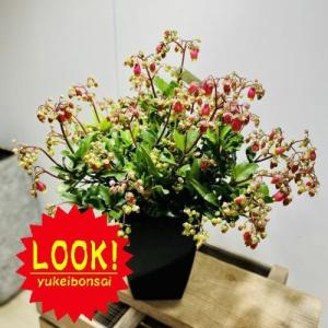 鉢花 観葉植物：フィリカ プベッセンス ワフトフェザー ハイドラ*7号