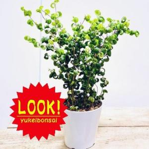 観葉植物：フィカスベンジャミン　ベンジャミナバロック*　5号　プラポット｜y-bonsai