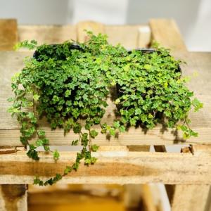 ムルチ系セミダブル : 大木ナーサリー - 通販 - Yahoo!ショッピング