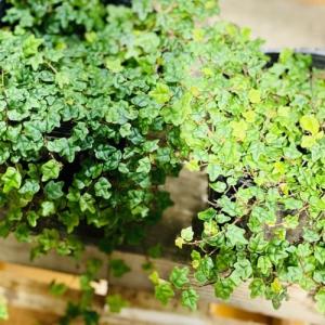 苗 観葉植物 希少品種:フィカス プミラ クエ...の詳細画像1