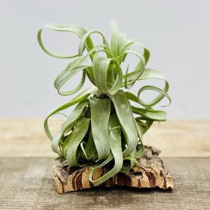 観葉植物：チランジア　エアープランツ　ストレプトフィラ*｜y-bonsai