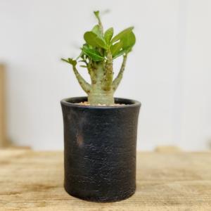 観葉植物：コーデックス　アデニウム　アラビカム*信楽焼鉢｜y-bonsai