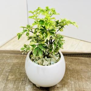 おしゃれ 観葉植物：オリーブの木 マンザニロ 7号*現品4 SOUJU 創樹