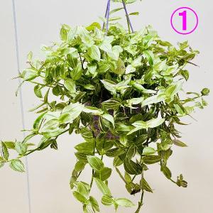 観葉植物 トラディスカンチア セブリナ クオーダリー 6号 Tradescantia