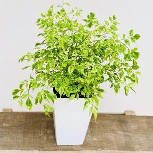 ベンジャミン レジナルド　送料無料 観葉植物：フィカス ベンジャミン レジナルド*プラポット : 遊恵盆栽