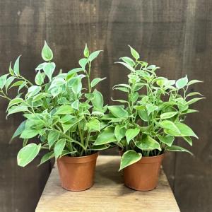 おしゃれ 観葉植物：リプサリス プニセオディスカス*5号 吊り鉢 プ