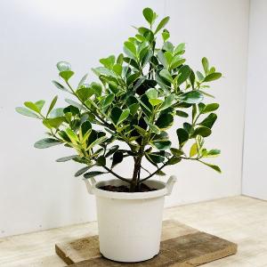 おしゃれ　観葉植物：クルシア　プラバケツ鉢*大型ヤマト便｜y-bonsai