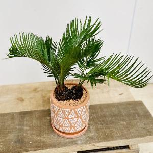 焼赤玉土の商品一覧 通販 Yahoo ショッピング