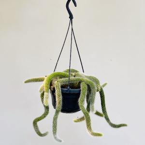 ヒモサボテンの商品一覧 通販 Yahoo ショッピング