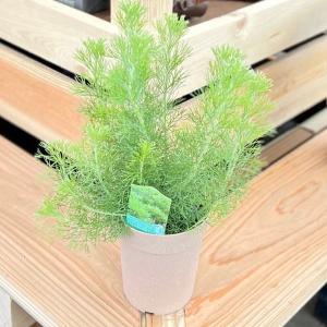 塊根植物：アボニア アルストニー うつぼ錦 赤花*葉幅5cm 現品！一品
