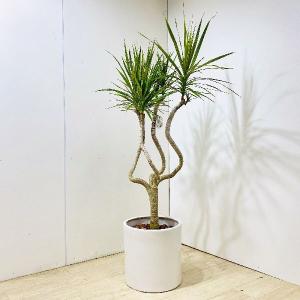 おしゃれ　観葉植物　ドラセナ　コンシンネ　龍*陶器鉢　大型佐川便配送