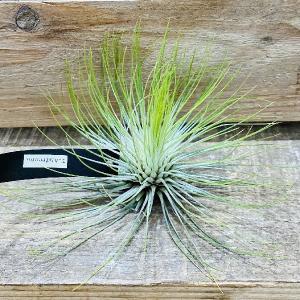 おしゃれ 観葉植物 エアープランツ：チランジア ベルゲリ