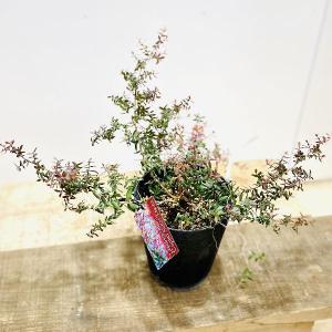 花苗　観葉植物：レプトスペルマム　コッペーシェーン　ティーツリー*5号｜y-bonsai